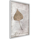 Poster - Dried Leaf  - wit