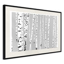 Poster - Birch Wood   - zwart passepartout