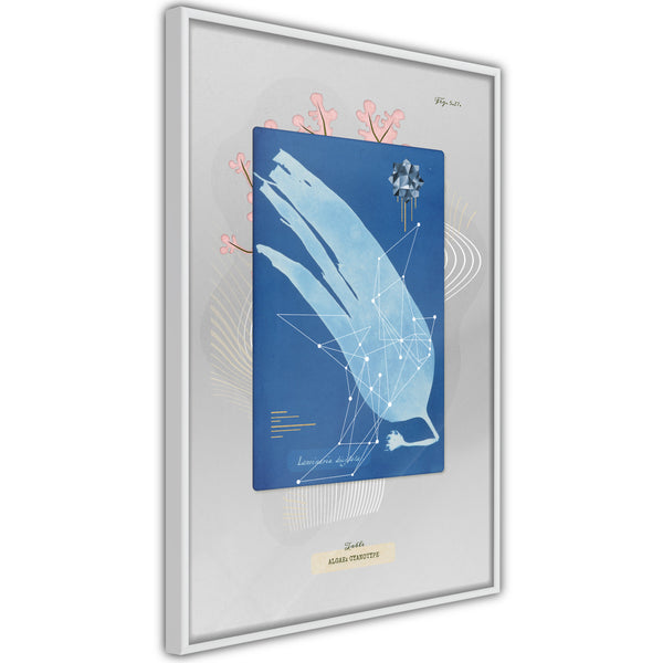 Poster - Alga Cyanotype  - wit
