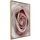 Poster - Rosebud  - goud