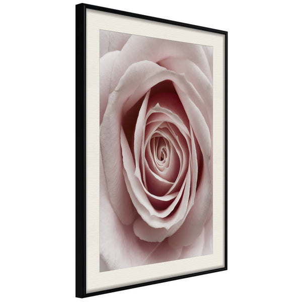 Poster - Rosebud  - zwart passepartout