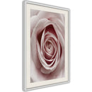 Poster - Rosebud  - wit passepartout