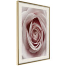 Poster - Rosebud  - goud passepartout