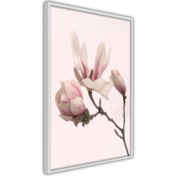 Poster - Blooming Magnolias II  - wit