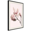 Poster - Blooming Magnolias II  - zwart passepartout