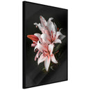 Poster - Pale Pink Lilies  - zwart