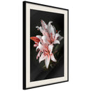 Poster - Pale Pink Lilies  - zwart passepartout