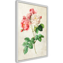 Poster - Romance II  - wit