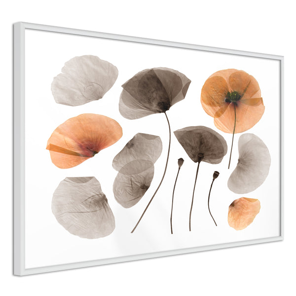 Poster - Dried Poppies  - wit