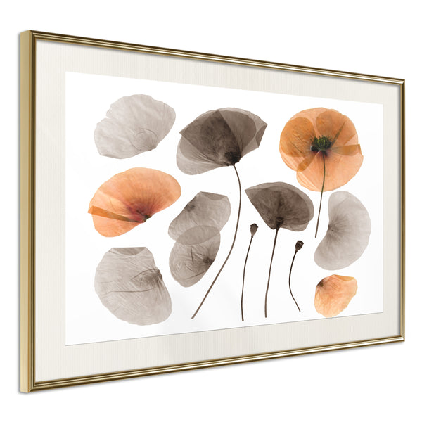 Poster - Dried Poppies  - goud passepartout