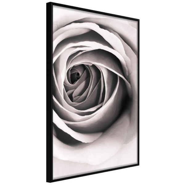 Poster - Structure of Petals  - zwart