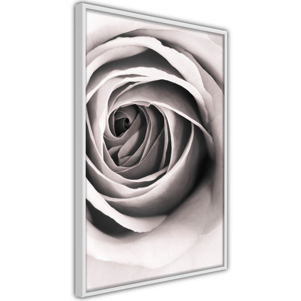 Poster - Structure of Petals  - wit