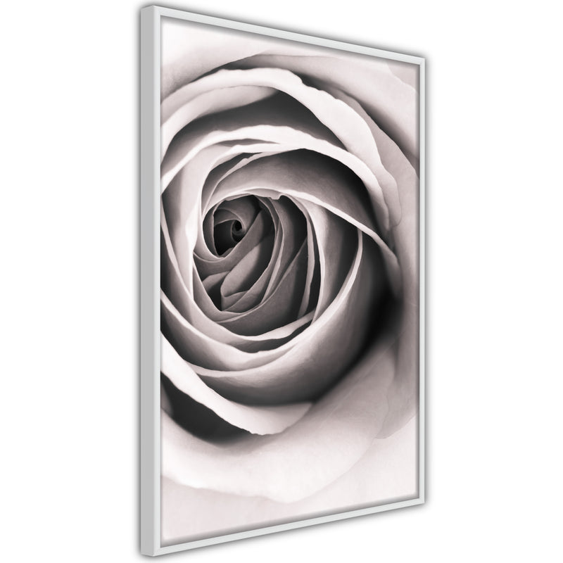 Poster - Structure of Petals  - wit