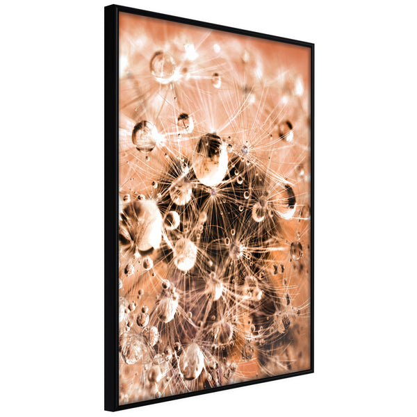Poster - Drops on Dandelion  - zwart