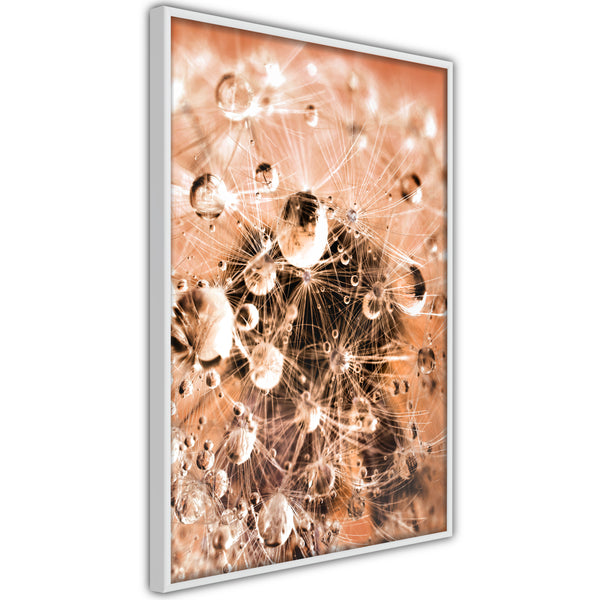 Poster - Drops on Dandelion  - wit