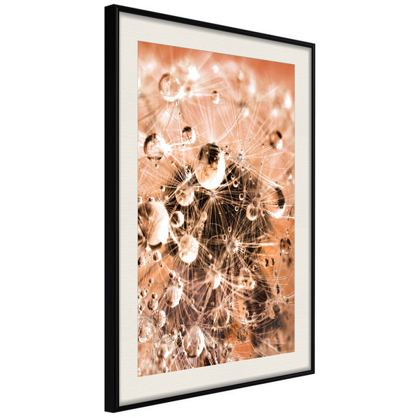 Poster - Drops on Dandelion  - zwart passepartout