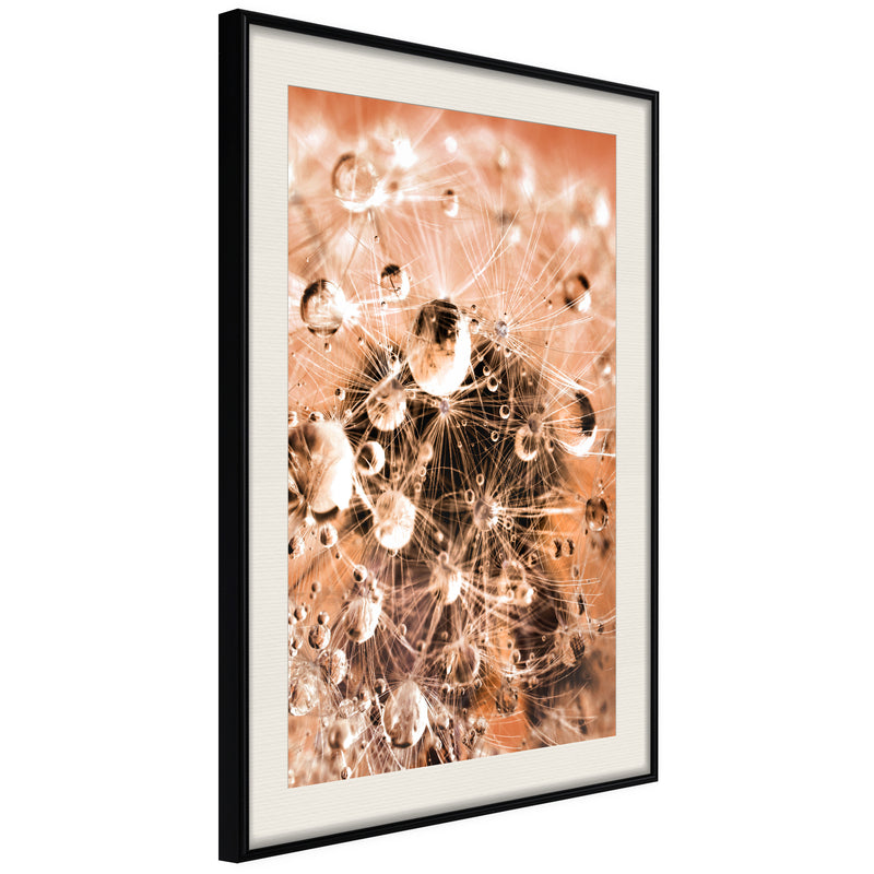 Poster - Drops on Dandelion  - zwart passepartout
