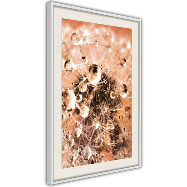 Poster - Drops on Dandelion  - wit passepartout