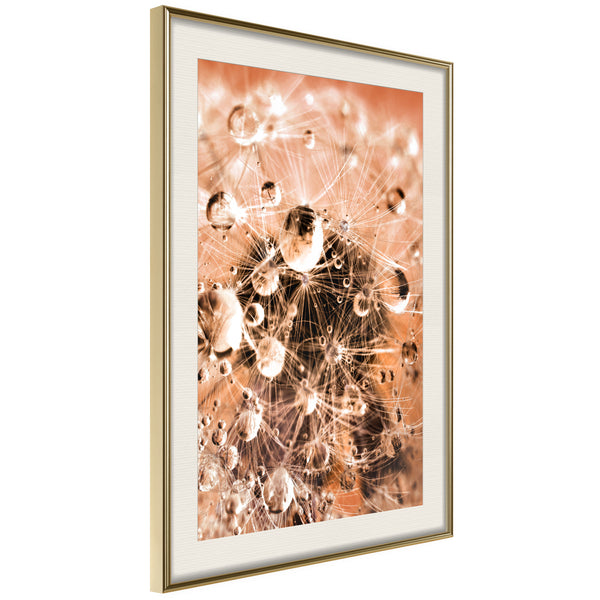 Poster - Drops on Dandelion  - goud passepartout
