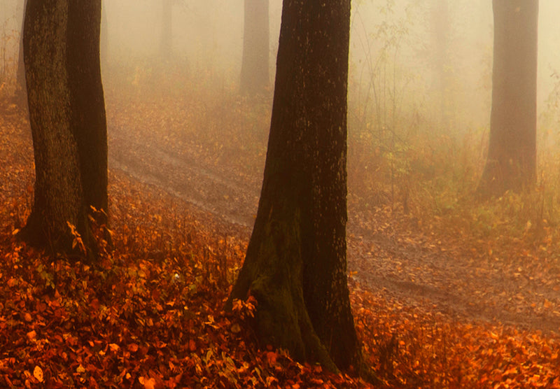 https://www.fotoartgeist.pl/ebaytemp/obrazy1/c-B-0286-b-m/c-B-0286-b-m-d2.jpg