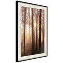 Poster - Morning in the Forest  - zwart passepartout