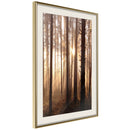 Poster - Morning in the Forest  - goud passepartout