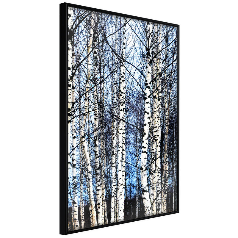 Poster - Winter Birch Trees  - zwart