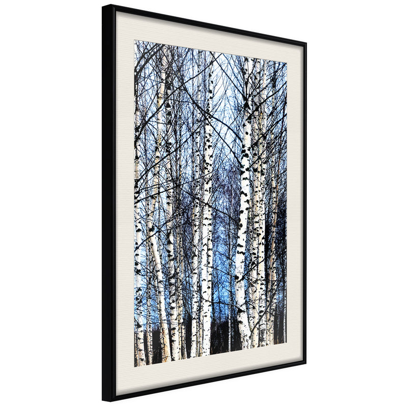 Poster - Winter Birch Trees  - zwart passepartout