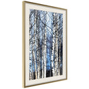 Poster - Winter Birch Trees  - goud passepartout