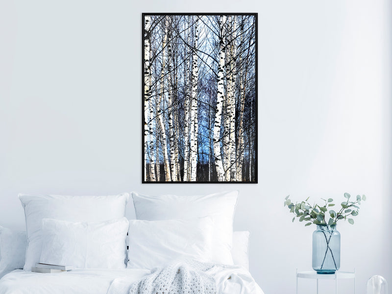 Poster - Winter Birch Trees  - zwart