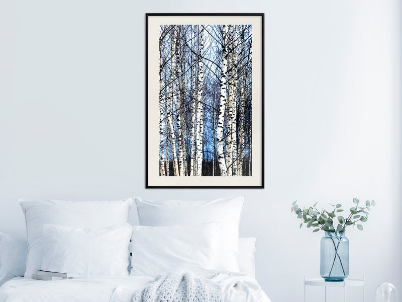 Poster - Winter Birch Trees  - zwart passepartout