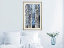Poster - Winter Birch Trees  - goud passepartout