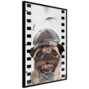 Poster - Dressed Up Pug  - zwart