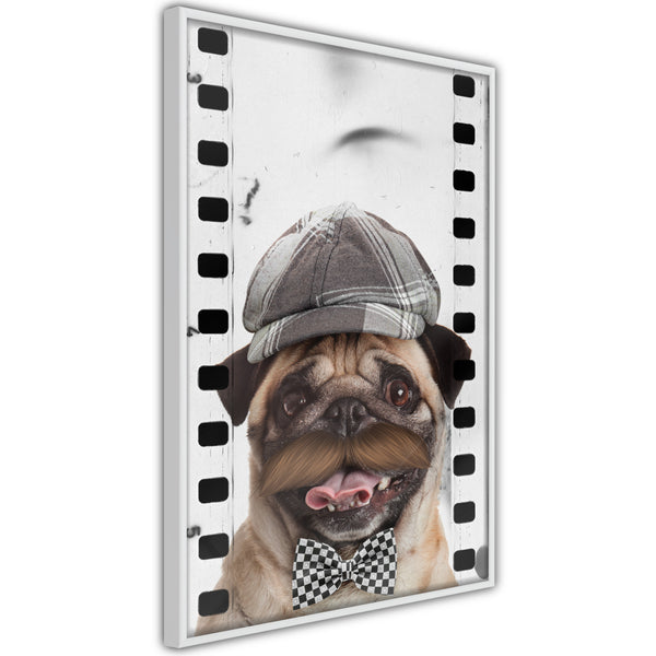 Poster - Dressed Up Pug  - wit