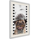 Poster - Dressed Up Pug  - wit passepartout