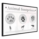 Poster - How to Recognize an Animal  - zwart