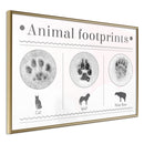 Poster - How to Recognize an Animal  - goud