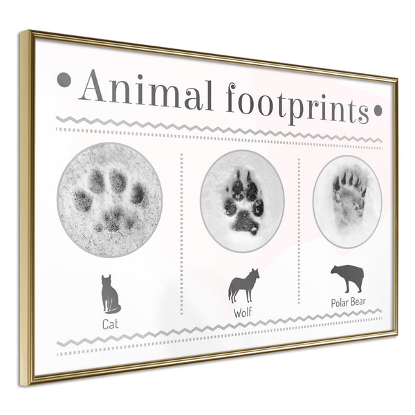 Poster - How to Recognize an Animal  - goud