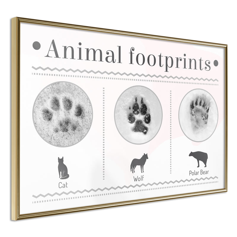 Poster - How to Recognize an Animal  - goud