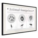 Poster - How to Recognize an Animal  - zwart passepartout