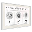 Poster - How to Recognize an Animal  - wit passepartout