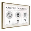 Poster - How to Recognize an Animal  - goud passepartout