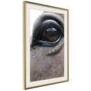 Poster - Gentle Eyes  - goud passepartout