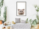 Poster - Funny Racoon  - zwart passepartout