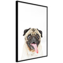 Poster - Funny Pug  - zwart