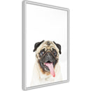 Poster - Funny Pug  - wit