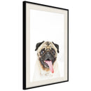 Poster - Funny Pug  - zwart passepartout
