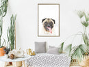 Poster - Funny Pug  - goud