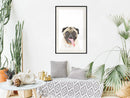 Poster - Funny Pug  - zwart passepartout
