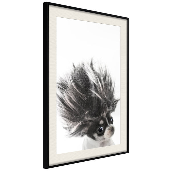 Poster - Funny Chihuahua  - zwart passepartout